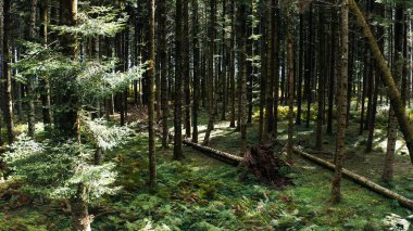 Dağlardaki çam ormanlarına doğru, havadan ateş ediliyor.