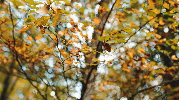 高山上的秋天景象 地面上有树木和五彩斑斓的树叶 — 图库照片