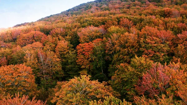 Orange Tree Mountains Autumn Season Aerial Shoot — Stock Photo, Image