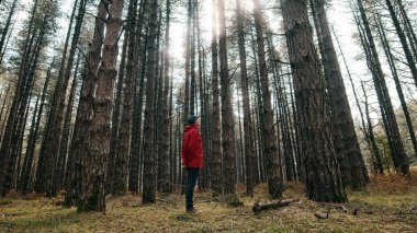Kırmızı ceketli yaşlı adam sonbahar mevsiminde ormana doğru yürüyor. 