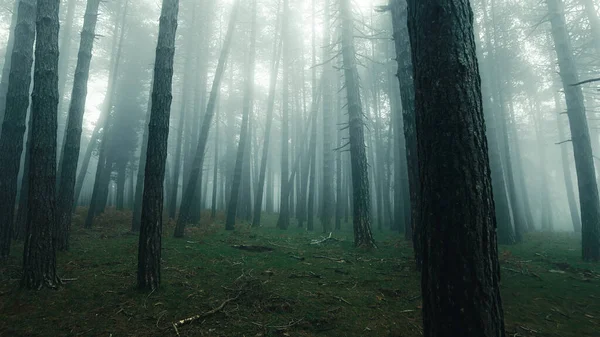 Skogen Full Tåke Med Høye Trær – stockfoto