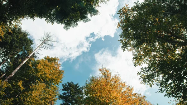 云彩掠过有秋天树冠的树木 — 图库照片