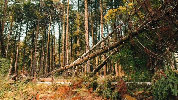 Drzewo Spadło Górach Powodu Choroby Wykorzenionych Korzeni — Zdjęcie stockowe