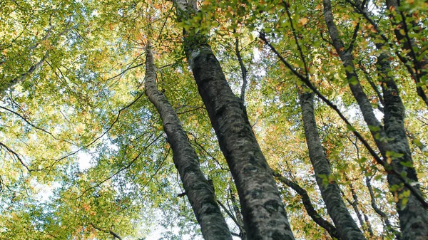 高山上的秋天景象 地面上有树木和五彩斑斓的树叶 — 图库照片