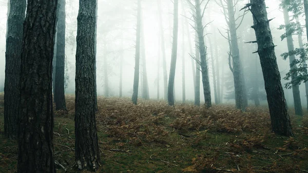 Wald Voller Nebel Herbst Mit Hohen Bäumen lizenzfreie Stockbilder