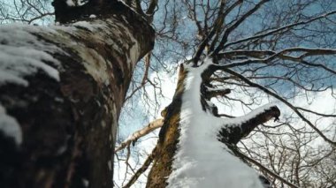 The snowy tree in Calabria region
