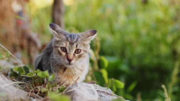 乡村花园的小猫咪 — 图库视频影像