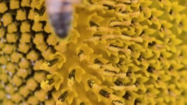 Arı, sarı ayçiçeğinin içinde tozlaşıyor..