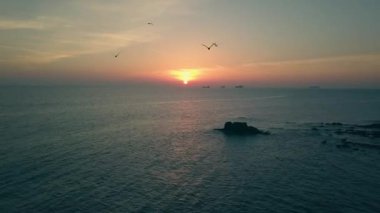 Martı silueti gün batımında okyanusun yanından geçer..