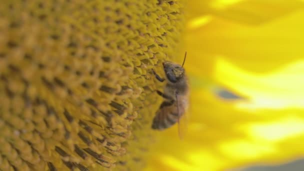 Abelha Está Polinizando Girassol Amarelo Flor — Vídeo de Stock