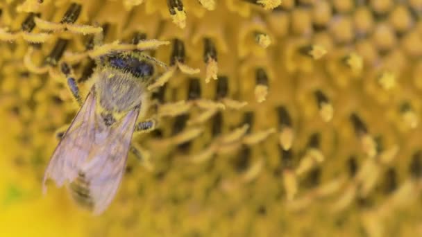 蜂は黄色のひまわりの花に受粉しています — ストック動画