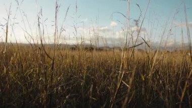 Nature and plant in the countryside outdoor