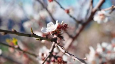 Beautiful almond white tree flower for spring season.