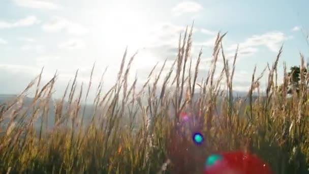 田園地帯の春の植物の刃 — ストック動画