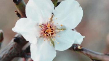 Beautiful almond white tree flower for spring season. Macro shoot