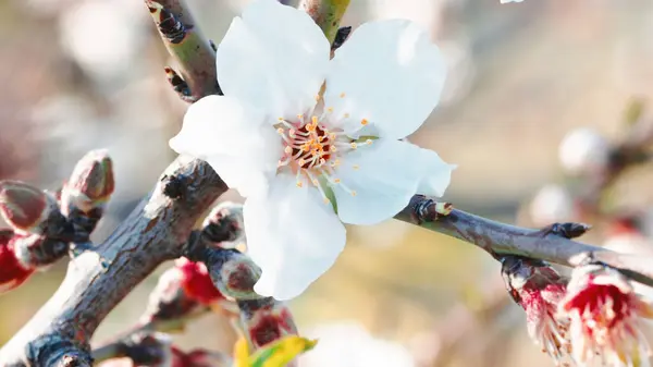 Almond Indah Bunga Pohon Putih Untuk Musim Semi — Stok Foto
