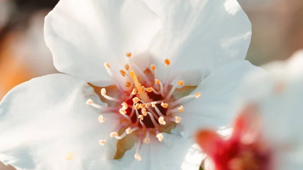 Almond Indah Bunga Pohon Putih Untuk Musim Semi — Stok Foto