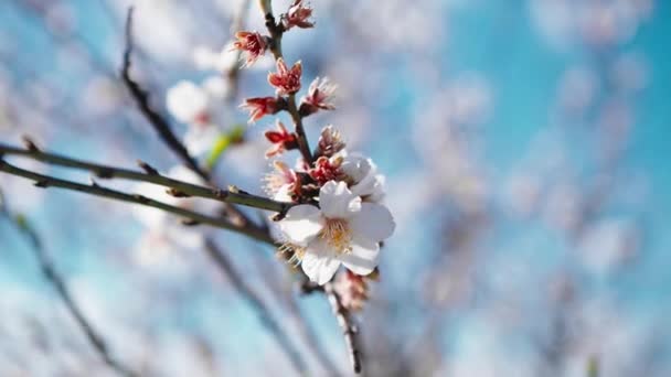 Bela Amêndoa Flor Árvore Branca Para Estação Primavera — Vídeo de Stock