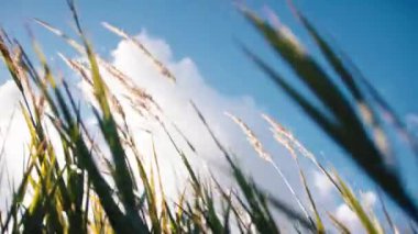 Plant Blade in Spring Season in the countryside nature.