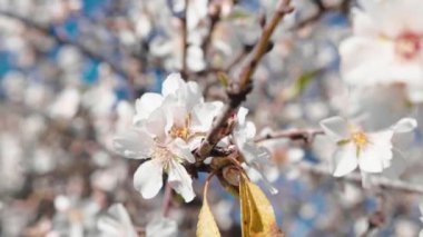 Beautiful almond white tree flower for spring season.