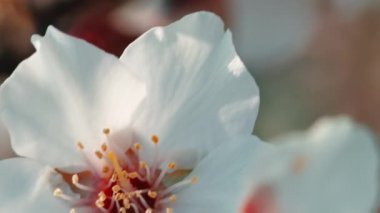Beautiful almond white tree flower for spring season.