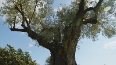 İlkbahar mevsiminde kırsalda İtalyan zeytin ağaçları