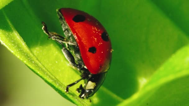 草原の葉の上に小さな赤いてんとう虫 — ストック動画