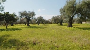 İlkbahar mevsiminde kırsalda İtalyan zeytin ağaçları