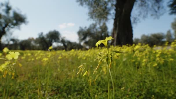 Оливковые Деревья Италии Сельской Местности Весенний Сезон — стоковое видео