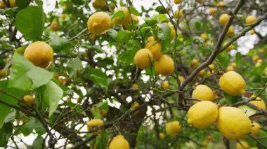 İtalya, Calabria 'da ağaçta limon meyvesi.