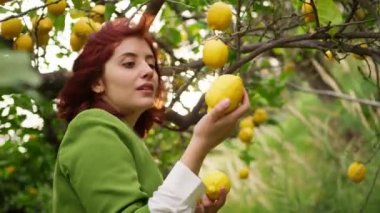 Kırmızı saçlı ve yeşil ceketli mutlu Calabrialı kız kırsaldaki ağaçtan limon meyvesi topluyor..