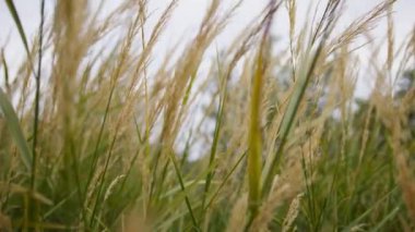 İlkbaharda rüzgarla savrulan çimenler.