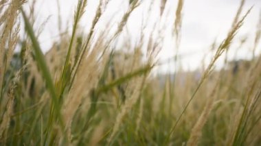 İlkbaharda rüzgarla savrulan çimenler.