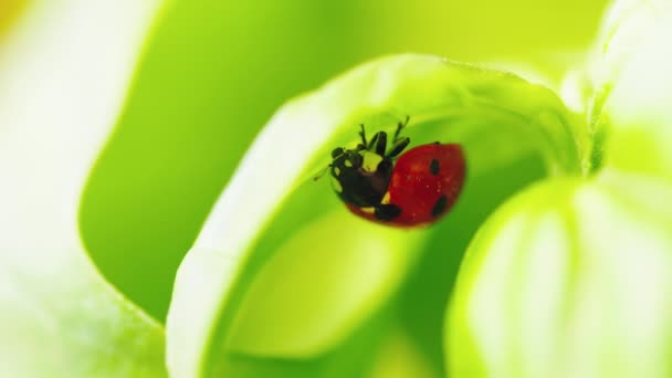 草原の葉の上に小さな赤いてんとう虫 — ストック動画