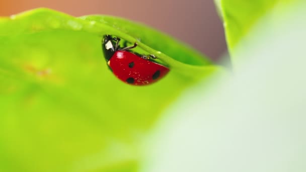 Little Red Ladybug Leaf Meadow — Stock Video