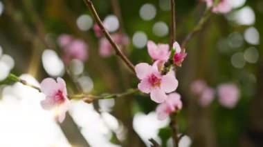 Pembe şeftali ağacı, bahar mevsiminde kırsalda çiçek açar..