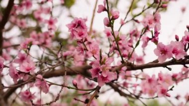 Pembe şeftali ağacı, bahar mevsiminde kırsalda çiçek açar..
