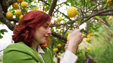 Kırmızı saçlı ve yeşil ceketli mutlu Calabrialı kız kırsaldaki ağaçtan limon meyvesi topluyor..