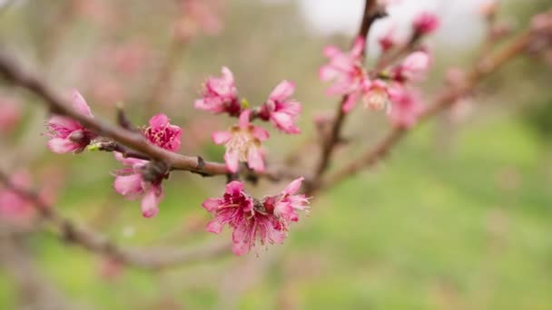 Pembe Şeftali Ağacı Bahar Mevsiminde Kırsalda Çiçek Açar — Stok video