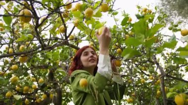Kırmızı saçlı ve yeşil ceketli mutlu Calabrialı kız kırsaldaki ağaçtan limon meyvesi topluyor..