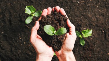 Bahar için ev bahçesinde tohum ekme bitkileri