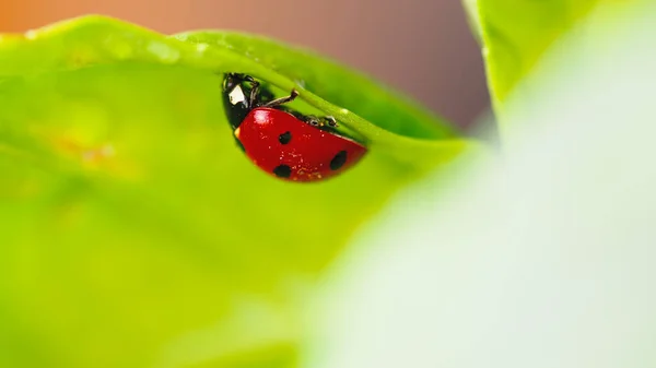 Kumbang Merah Kecil Daun Padang Rumput — Stok Foto