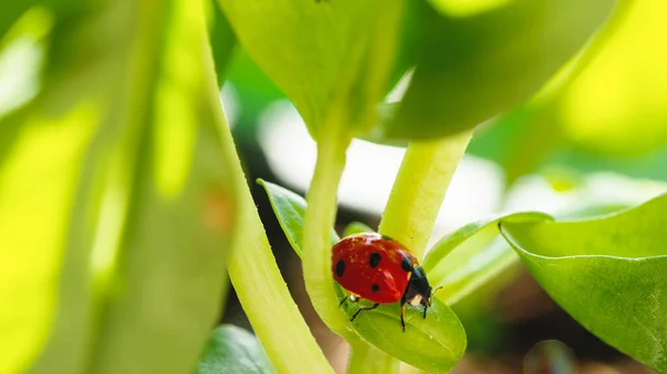 Little Red Ladybug Leaf Meadow — Stock Photo, Image