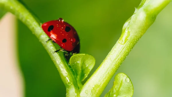 Little Red Ladybug Leaf Meadow — Stock Photo, Image