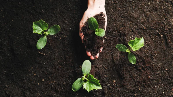 Bahar için ev bahçesinde tohum ekme bitkileri