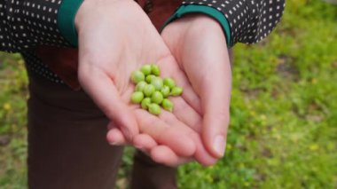 Elde tutulan bezelyeler.