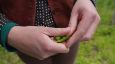 Eller kabuk ince bezelye kabukları.