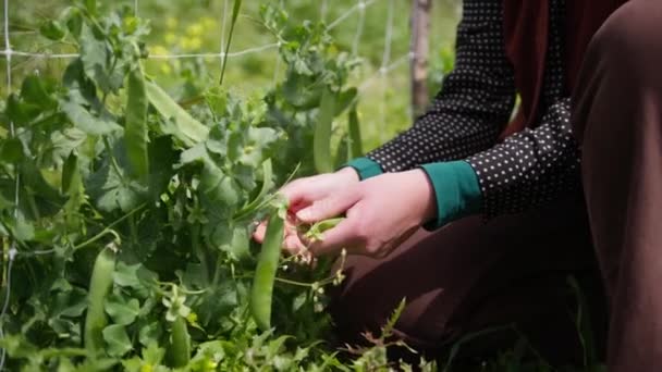 Женщина Собирает Горох Сельской Местности — стоковое видео