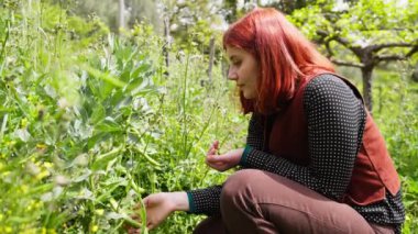 Kadın çiftçi geniş fasulye tarlalarını kontrol ediyor..
