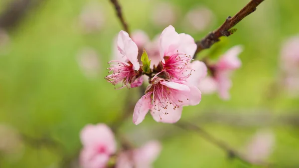 Pink Peach Bunga Pohon Mekar Pedesaan Selama Musim Semi — Stok Foto
